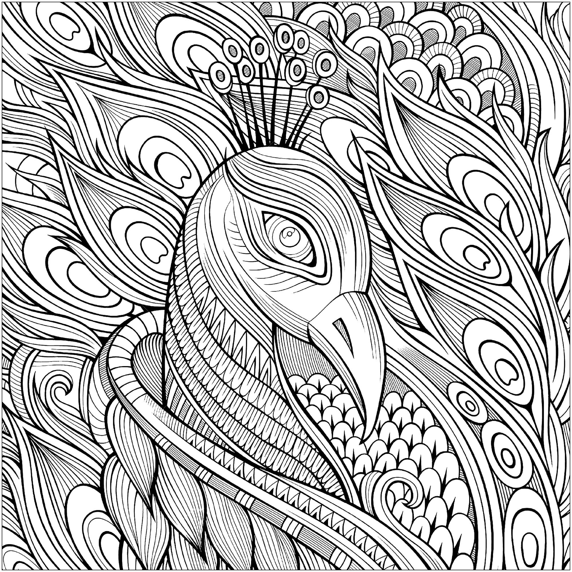 Beautiful Peacock Head Peacock Coloring Pages