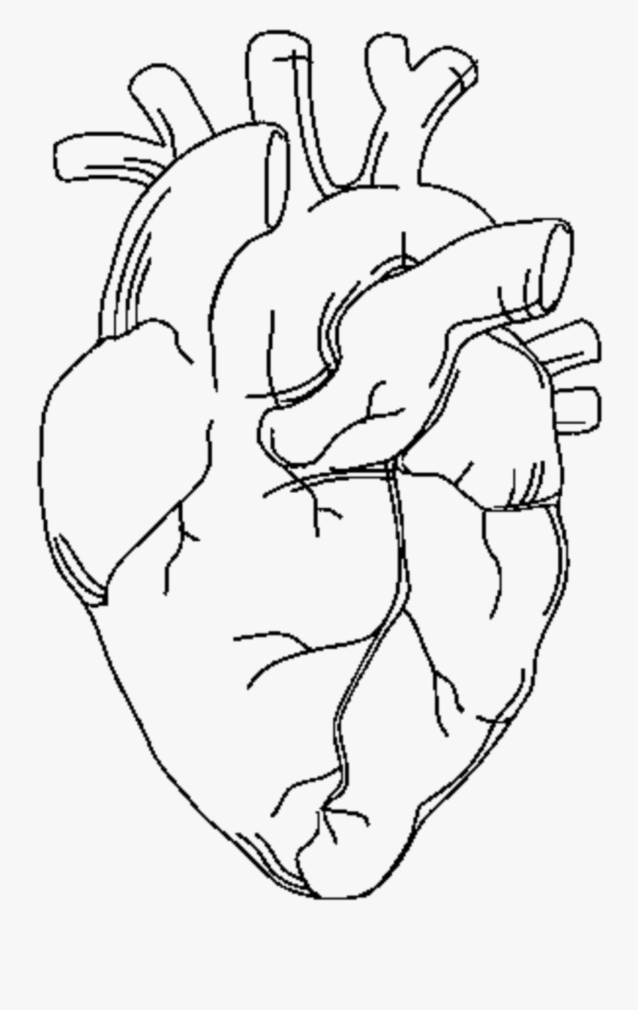Coloring Pages Human Anatomy Coloring Pages For Kids Free Muscle Printable