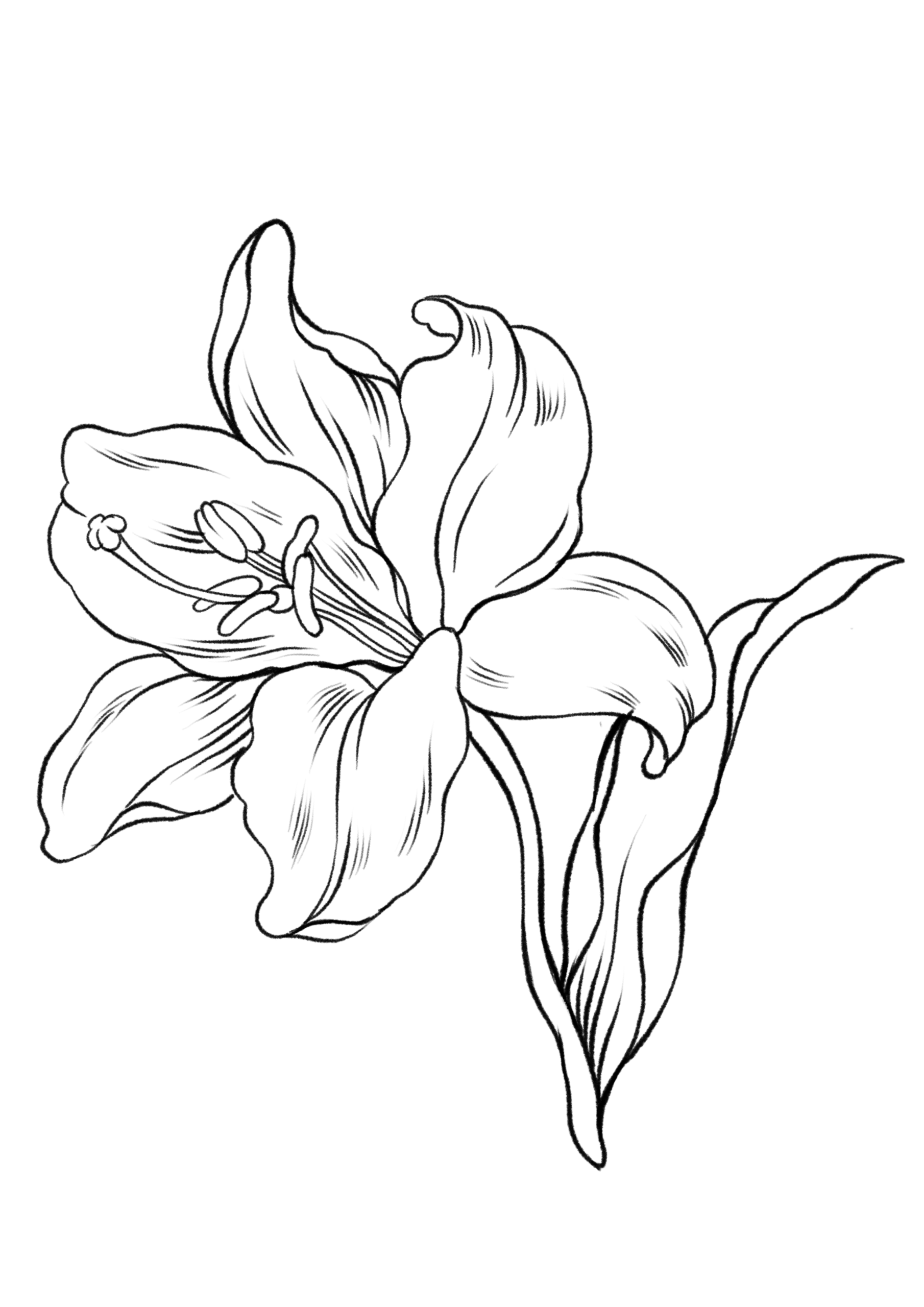 Free Coloring Pages For Procreate Flower Frenzy Edition 