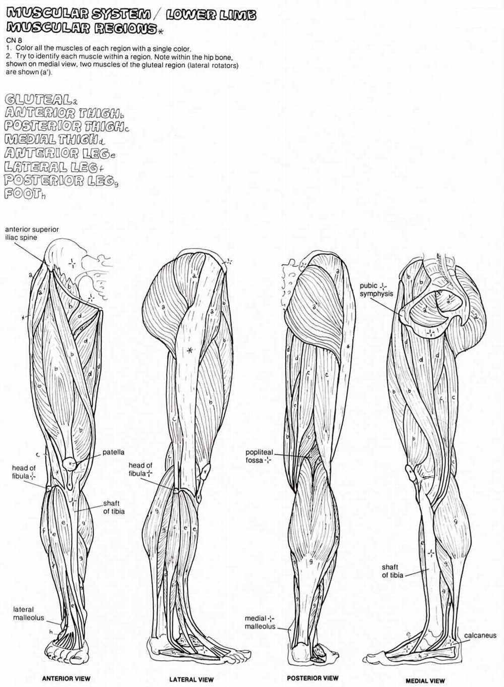 Free Muscle Coloring Page Download Free Muscle Coloring Page Png Images Free ClipArts On Clipart Library
