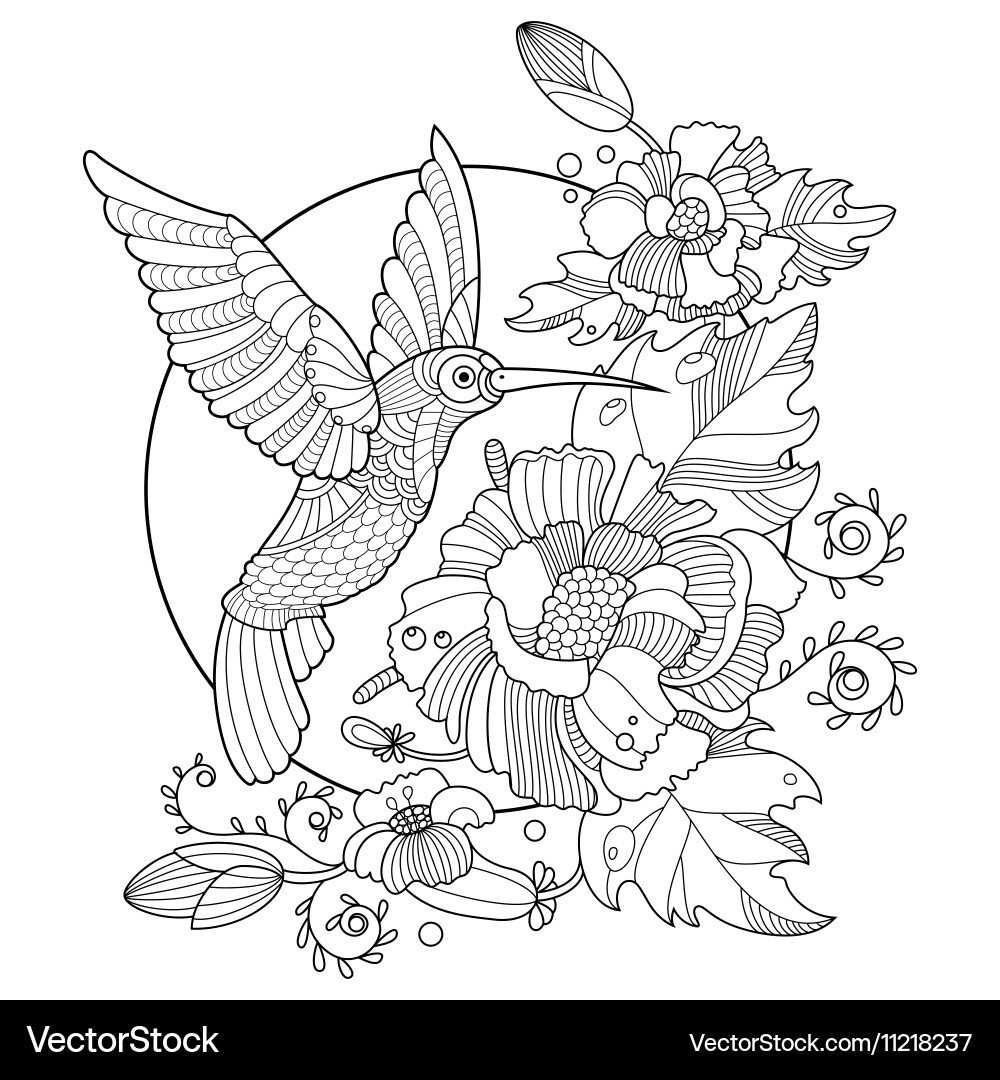 Hummingbird Coloring Book For Adults Royalty Free Vector