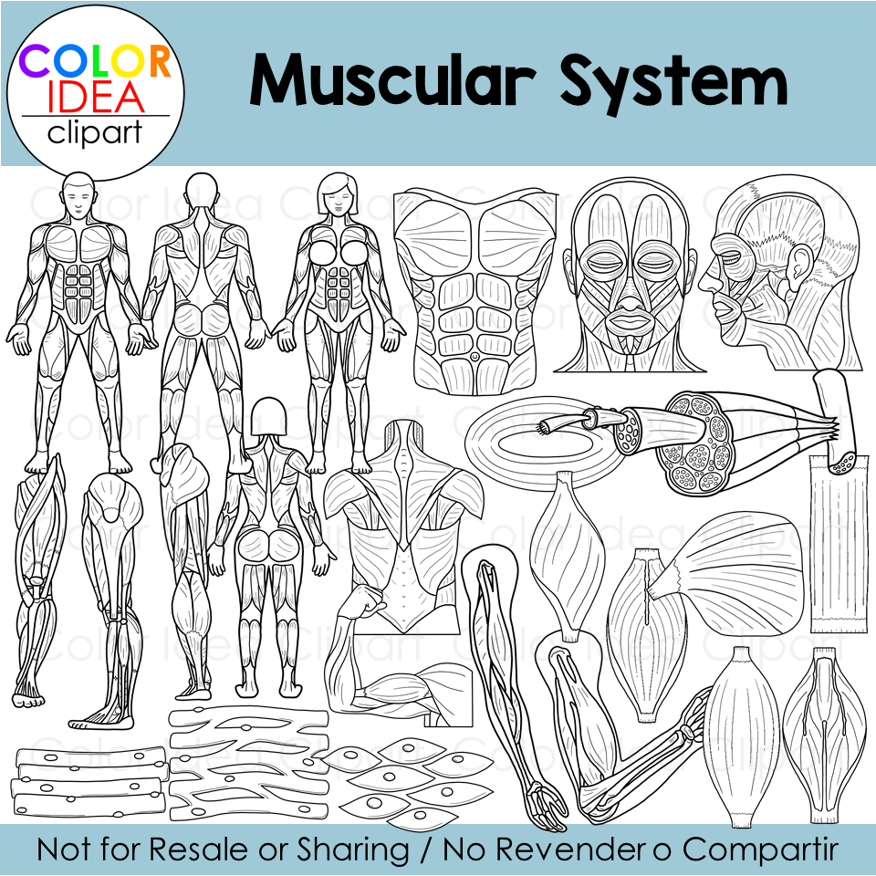 Muscular System Made By Teachers
