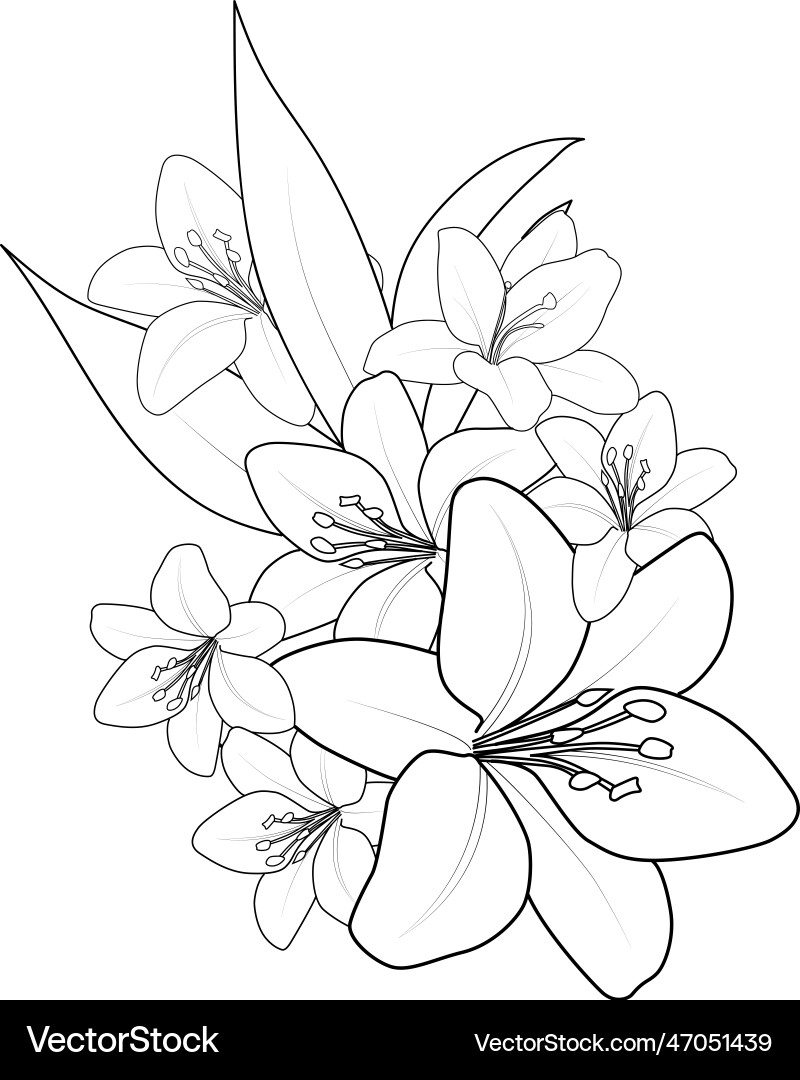 Outline Lily Tattoo Design Flower Coloring Page Vector Image