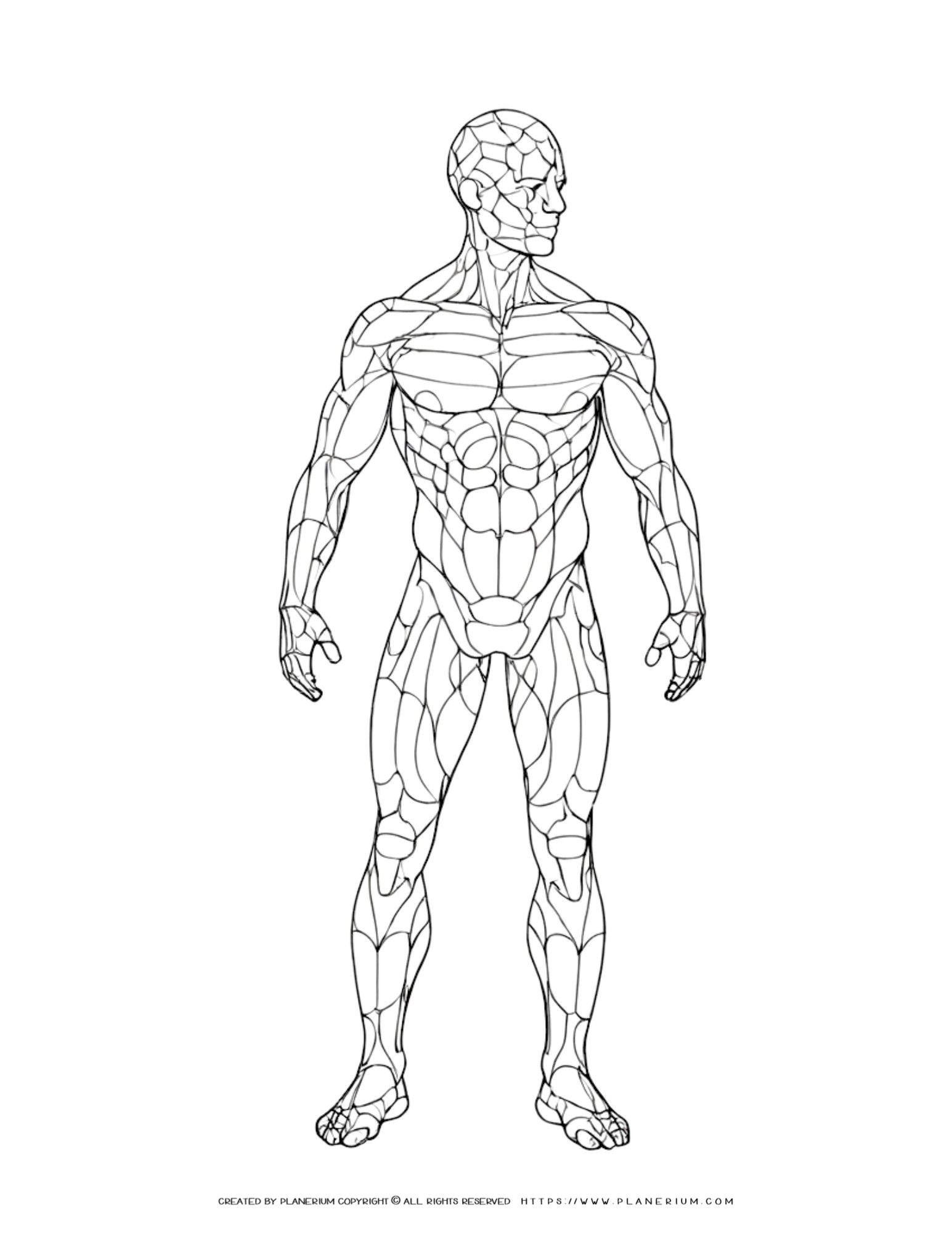 Printable Human Muscle Anatomy Diagram For Engaging Lessons