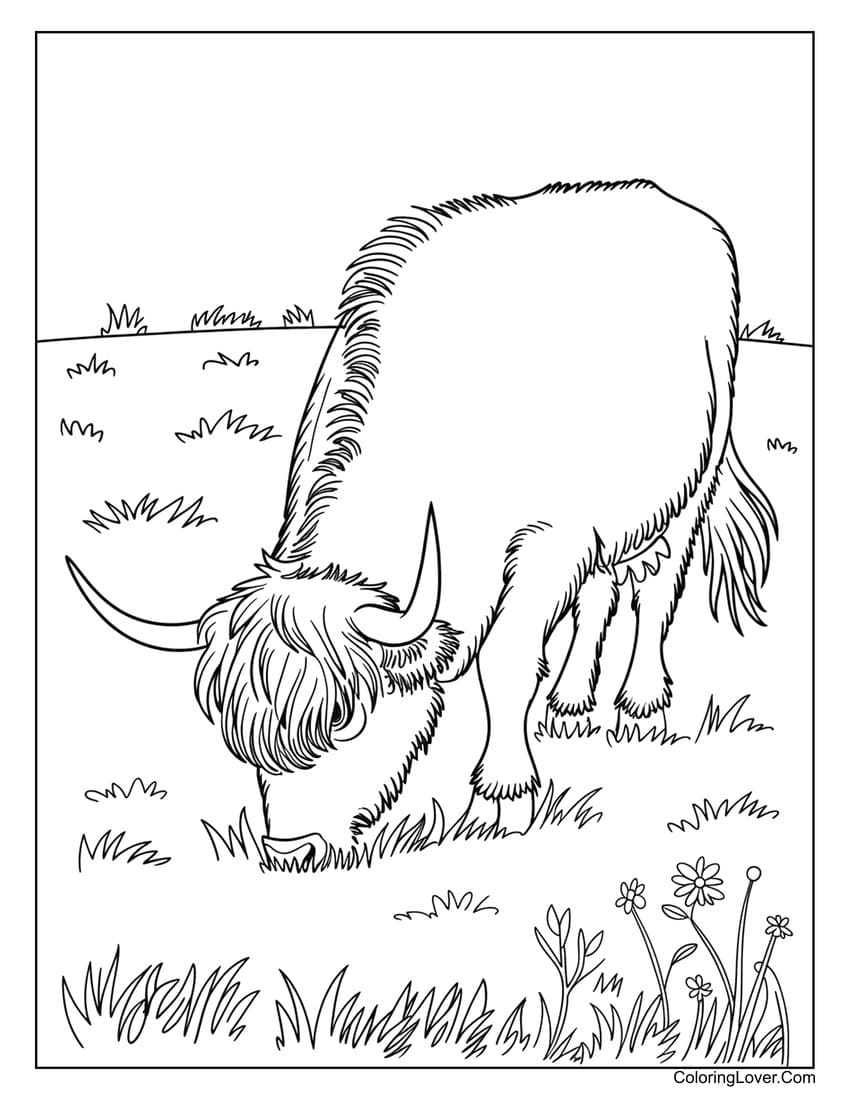 Highland Cow Coloring Page Free
