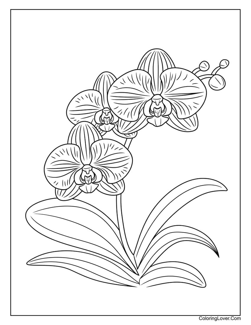 Free Coloring Pages Flower