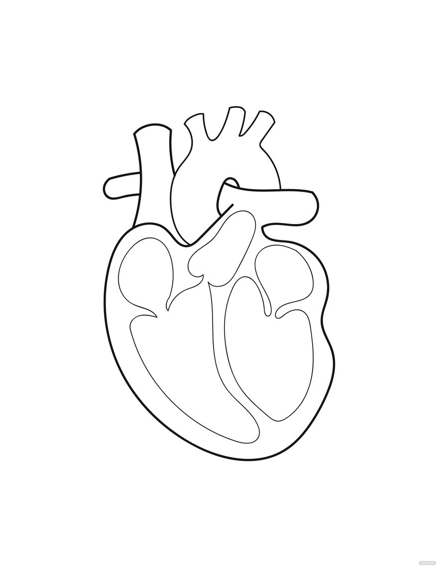 Printable Heart Anatomy Coloring Pages