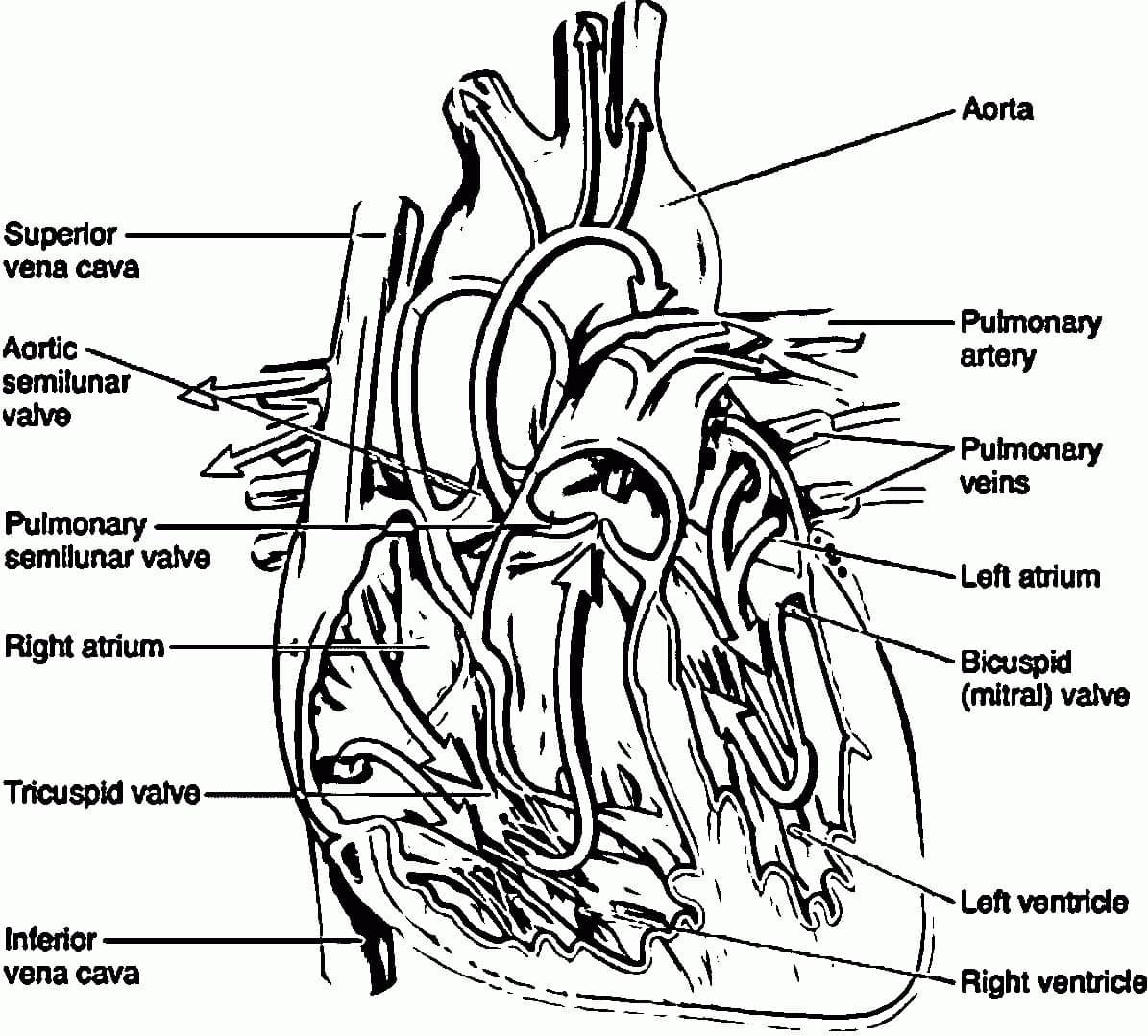 Anatomy Of The Human Heart Coloring Page Download Print Or Color Online For Free