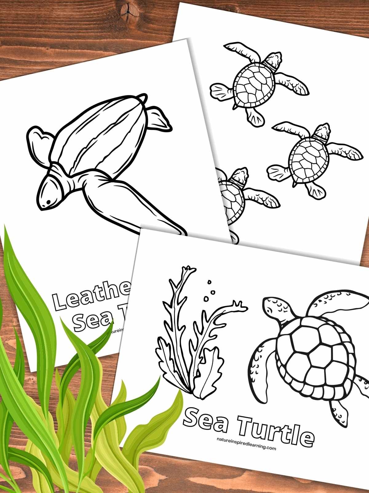 Sea Turtle Coloring Pages Free