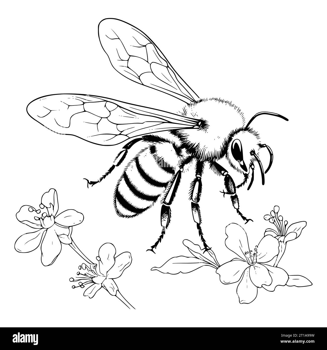 Bumblebee Colouring Pages Printable Black And White Stock Photos Images Alamy