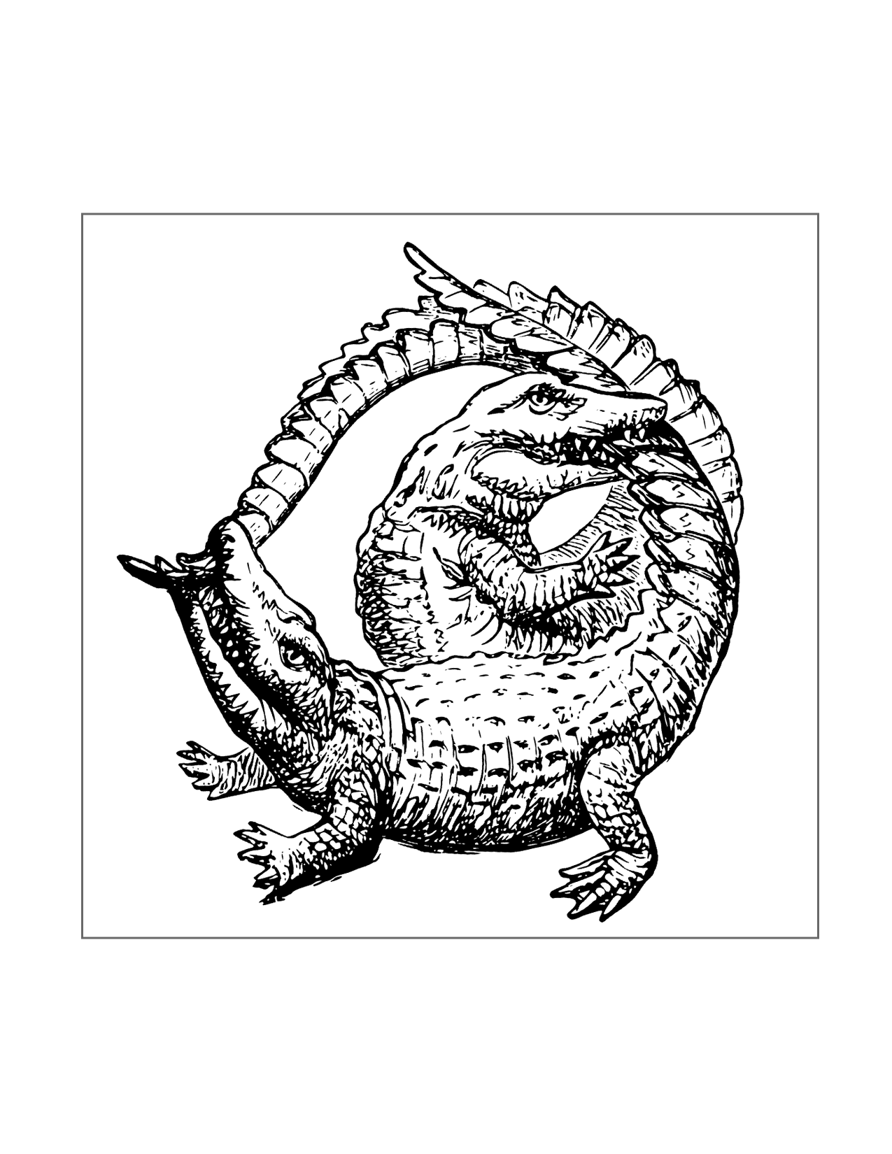 Crocodile And Alligator Coloring Pages Printable Coloring Pages FREE