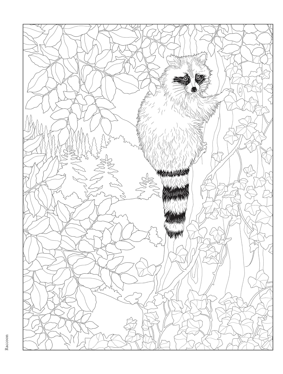 Forest Woodland Wildlife Coloring Book A2Z Science Learning Toy Store