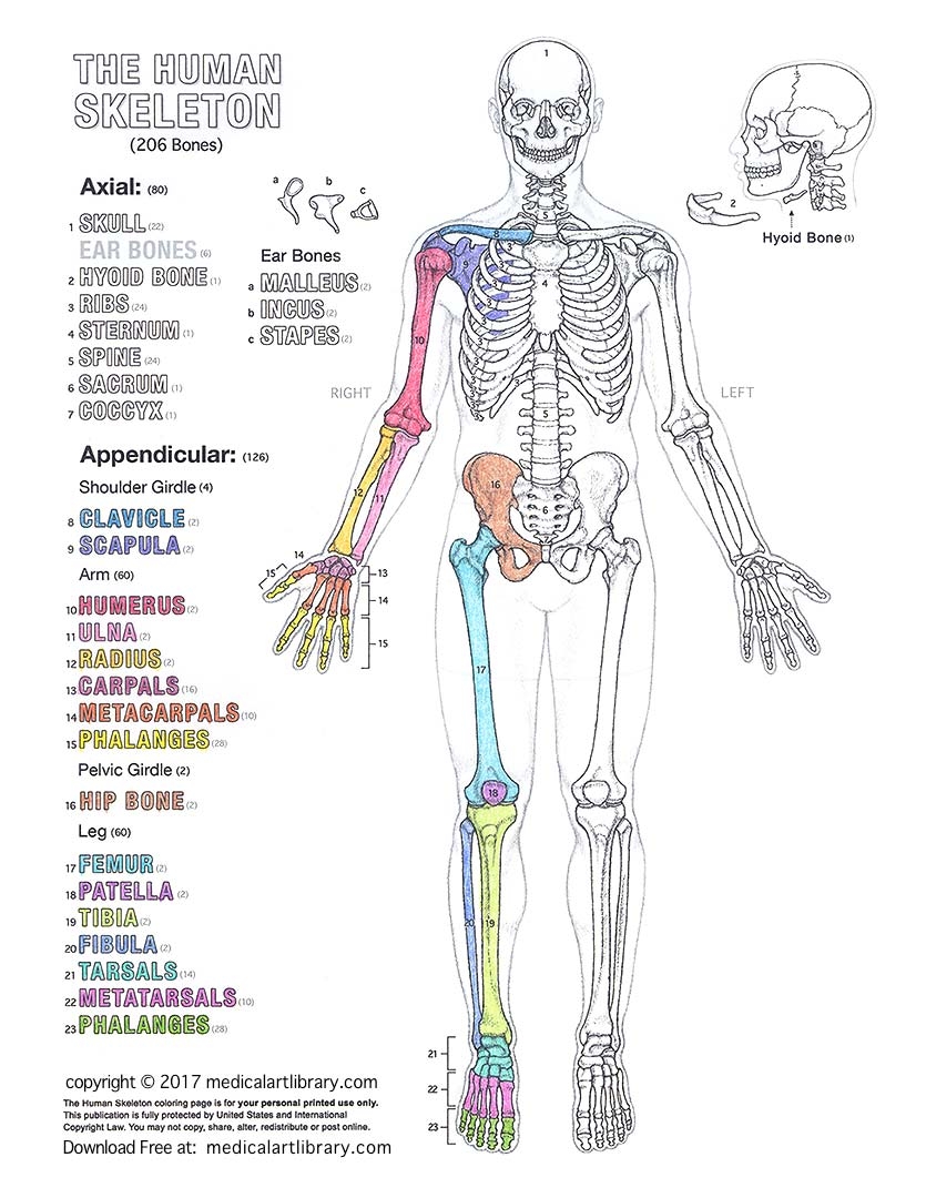 Free Skeleton Coloring Pages
