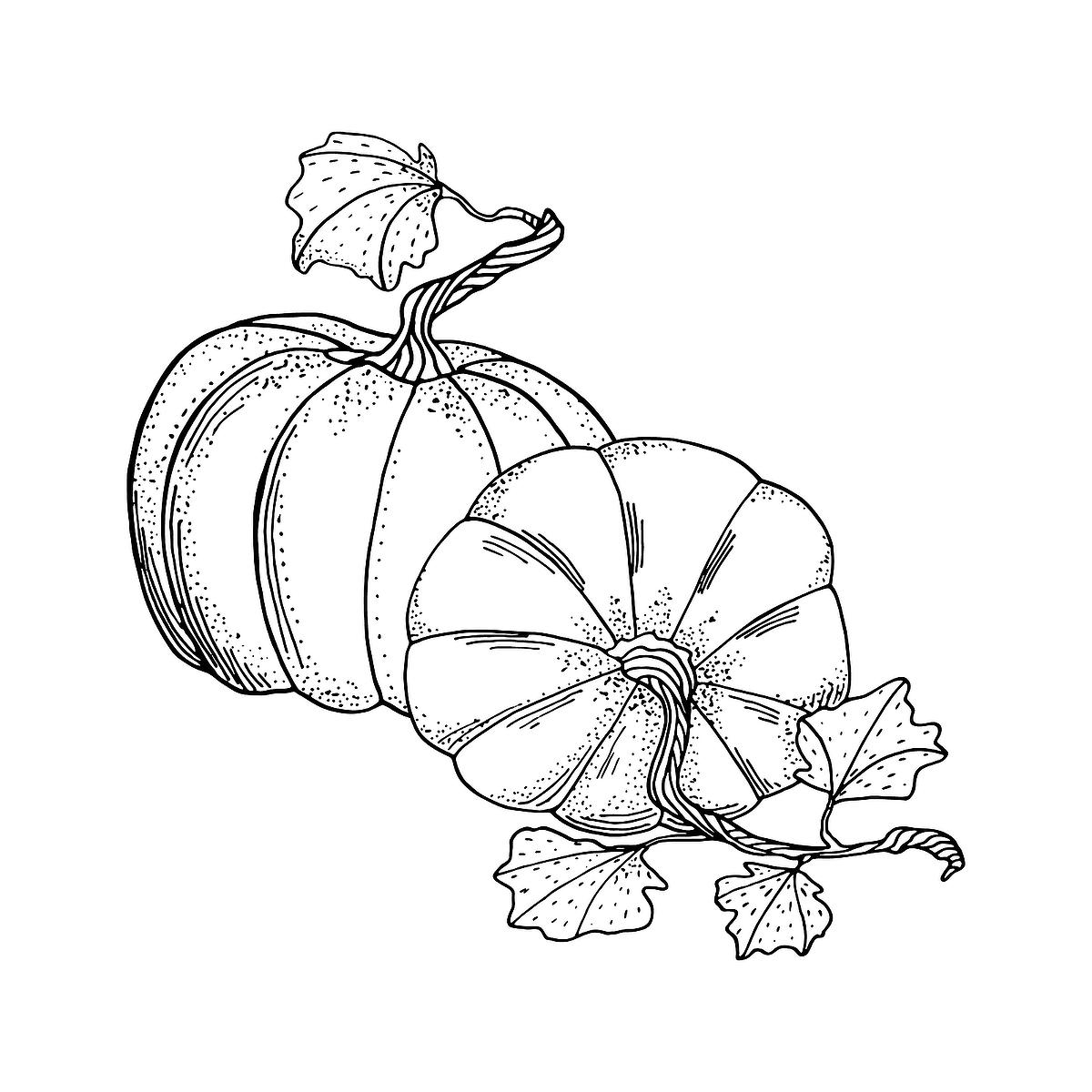 Pumpkin Coloring Page Free
