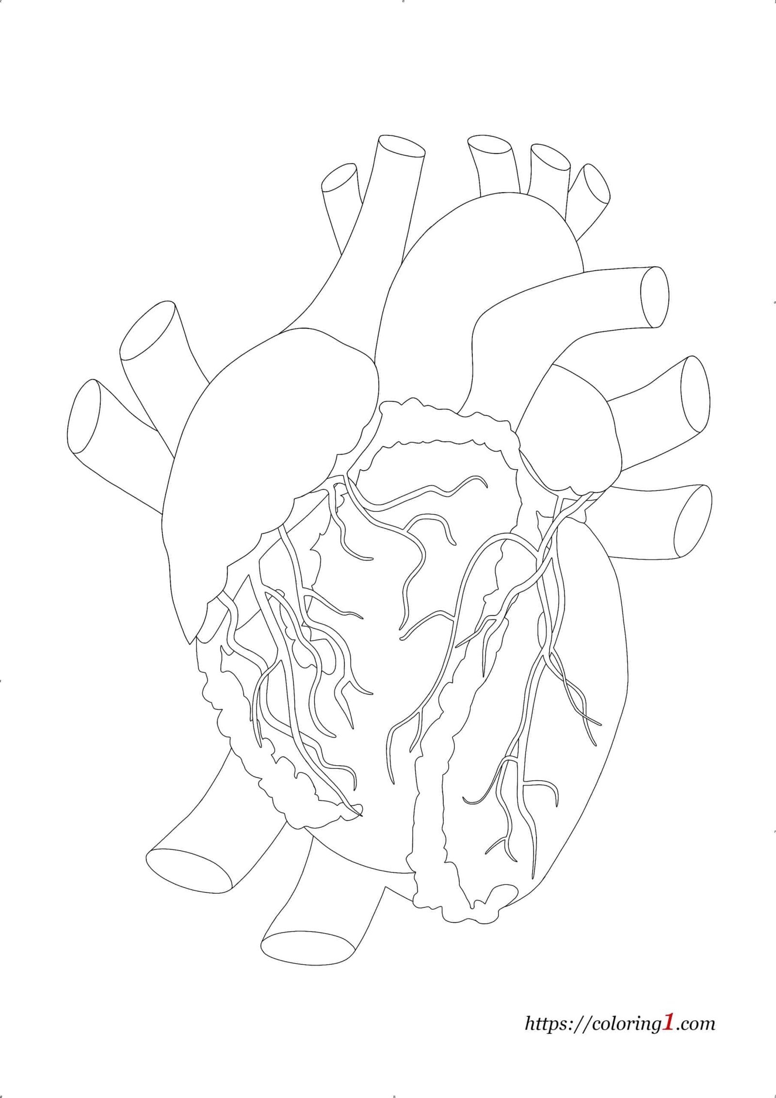 Real Human Heart Coloring Pages 2 Free Coloring Sheets 2021 