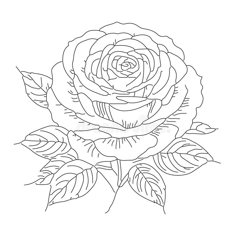 Rose Coloring Stock Illustrations 11 173 Rose Coloring Stock Illustrations Vectors Clipart Dreamstime