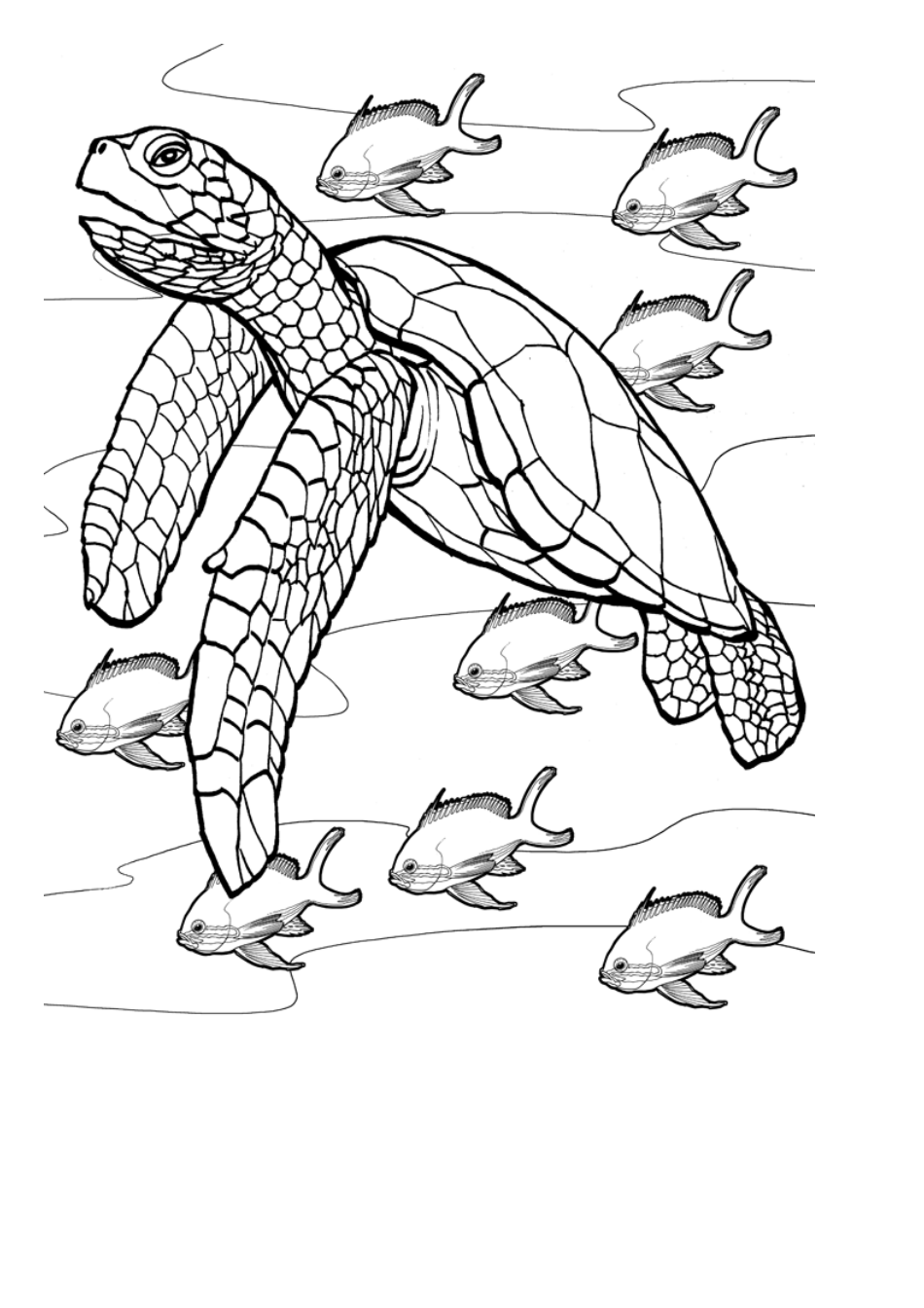 Sea Turtle Coloring Sheet Download Printable PDF Templateroller