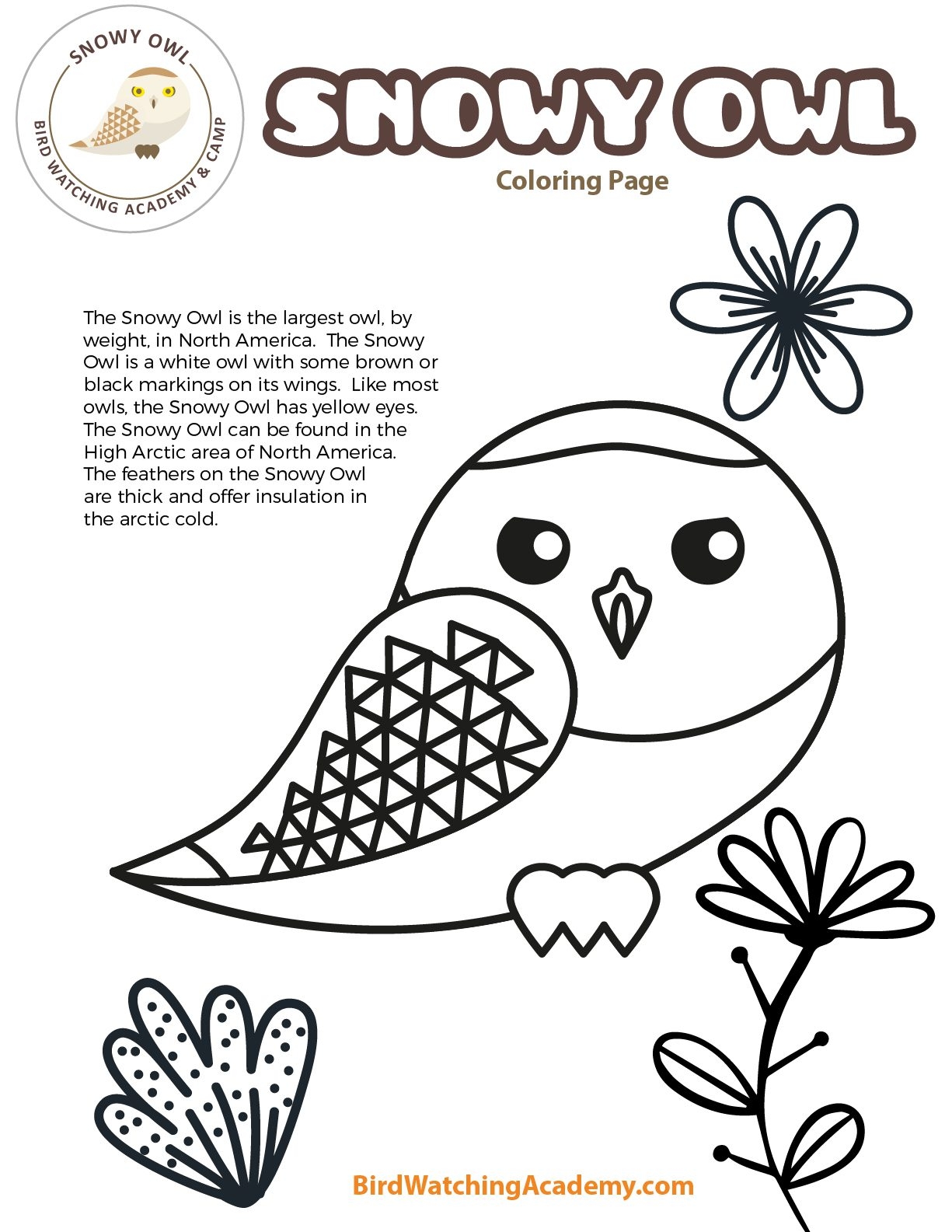 Snowy Owl Coloring Page Bird Watching Academy