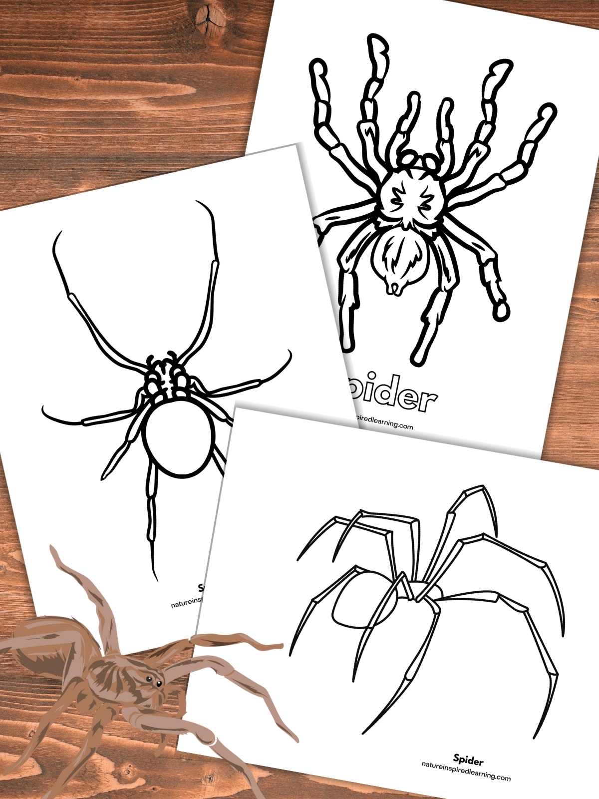 Spider Coloring Pages Nature Inspired Learning