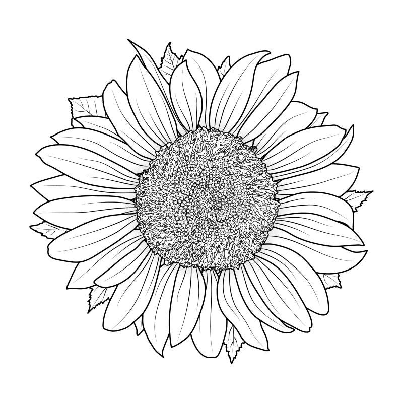 Sunflower Coloring Stock Illustrations 2 694 Sunflower Coloring Stock Illustrations Vectors Clipart Dreamstime