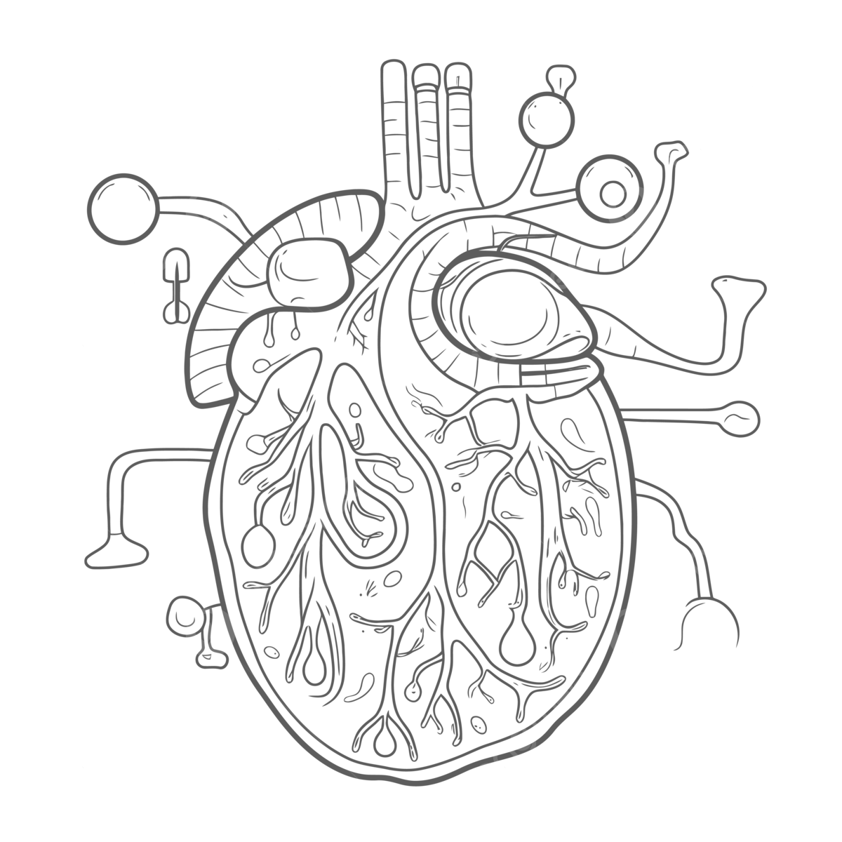 The Heart In Anatomy Coloring Page Elegant Best Coloring Pages Of A Heart Outline Sketch Drawing Vector Heart Drawing Wing Drawing Ring Drawing PNG And Vector With Transparent Background For Free Download