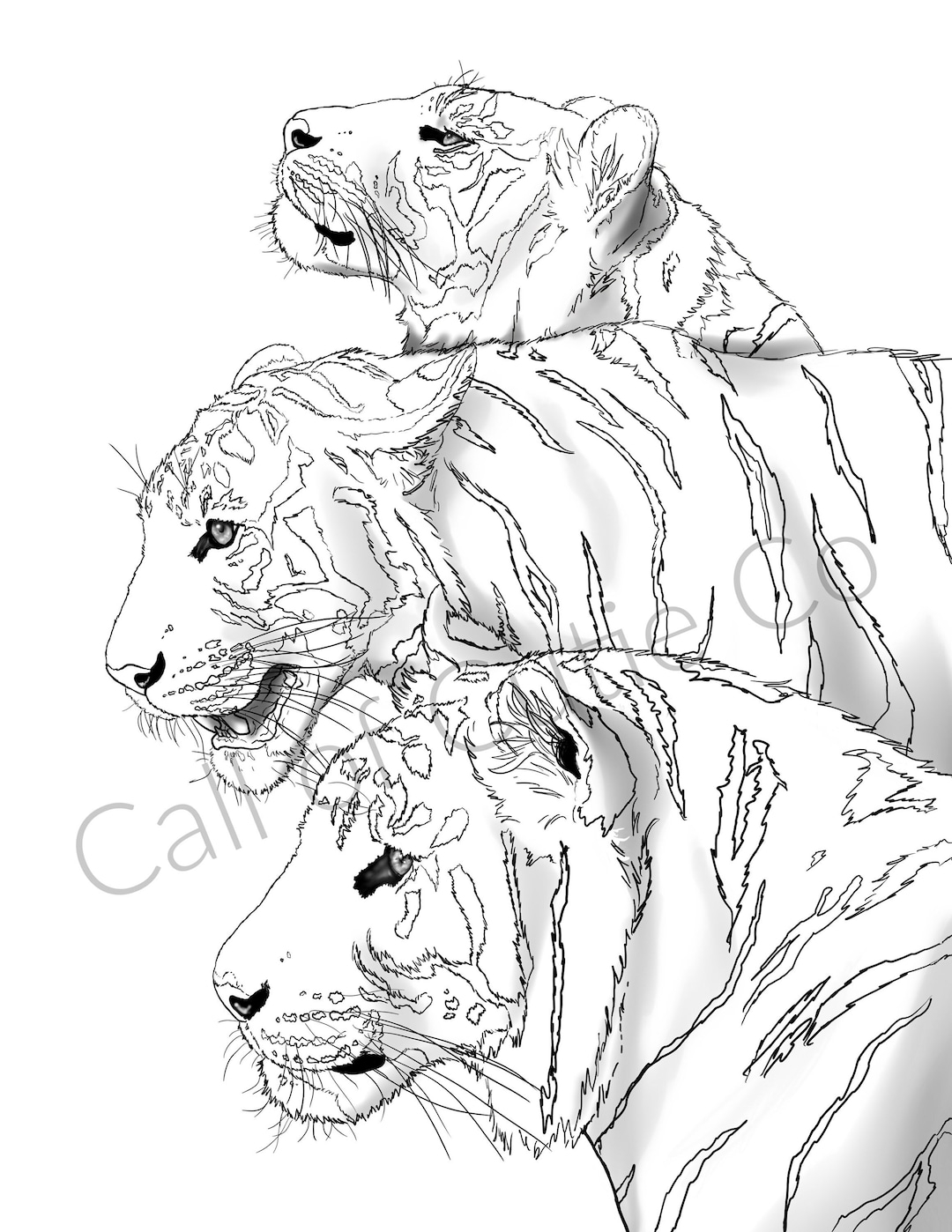 Tigers Coloring Page Animal Coloring Page tiger Color Sheet big Cat Color Sheets wild Animal Color Pages Etsy Sweden